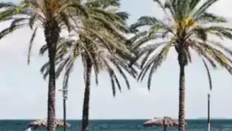 Webcam: Forum Machico | Beach View