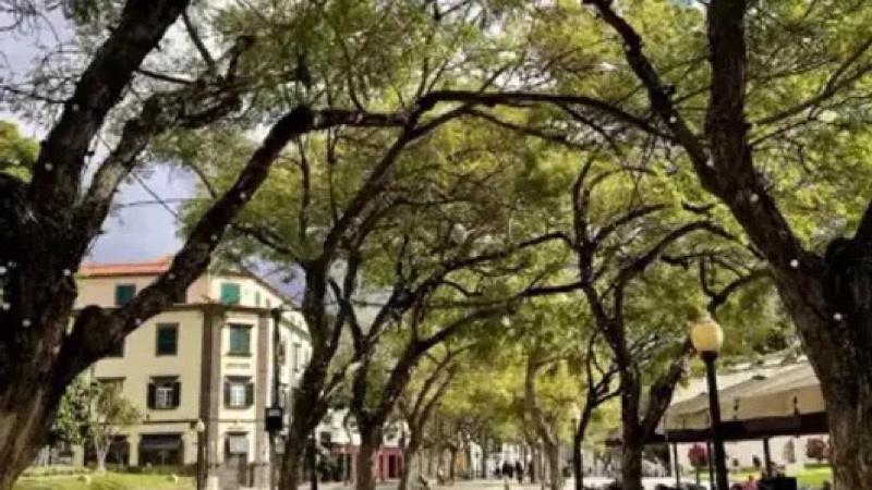 Webcam: Avenida Arriaga View 2 | Funchal Center